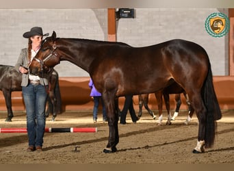 American Quarter Horse, Klacz, 4 lat, 163 cm, Ciemnogniada