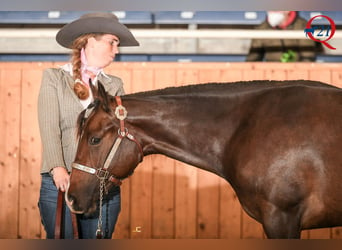 American Quarter Horse, Klacz, 4 lat, 163 cm, Ciemnogniada