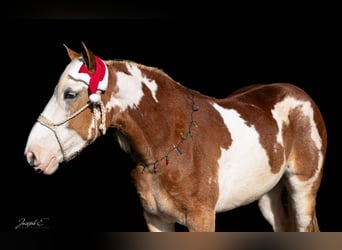 American Quarter Horse, Klacz, 4 lat, 163 cm, Ciemnokasztanowata