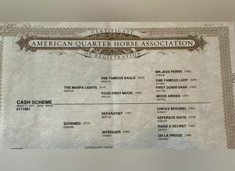 American Quarter Horse, Klacz, 4 lat, 163 cm, Ciemnokasztanowata