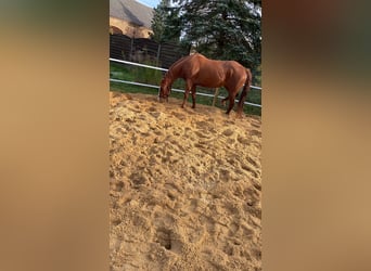 American Quarter Horse, Klacz, 4 lat, 163 cm, Gniada