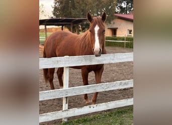 American Quarter Horse, Klacz, 4 lat, 163 cm, Gniada