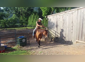 American Quarter Horse, Klacz, 4 lat, Bułana