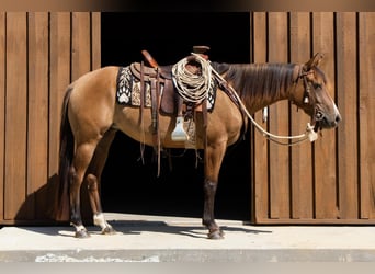 American Quarter Horse, Klacz, 4 lat, Bułana