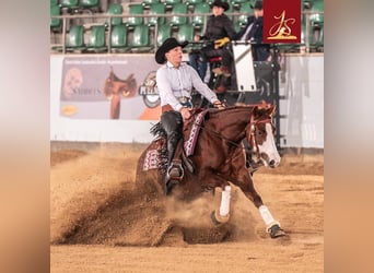 American Quarter Horse, Klacz, 4 lat, Ciemnokasztanowata