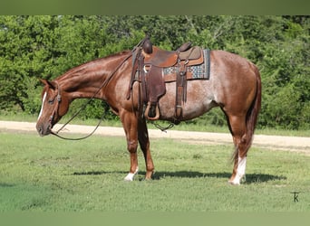 American Quarter Horse, Klacz, 4 lat, Cisawa