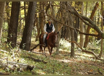 American Quarter Horse, Klacz, 4 lat, Cisawa