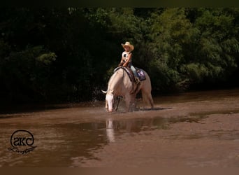 American Quarter Horse, Klacz, 4 lat, Cremello