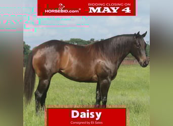 American Quarter Horse, Klacz, 4 lat, Gniada