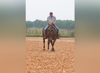 American Quarter Horse, Klacz, 4 lat, Gniada