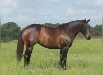 American Quarter Horse, Klacz, 4 lat, Gniada