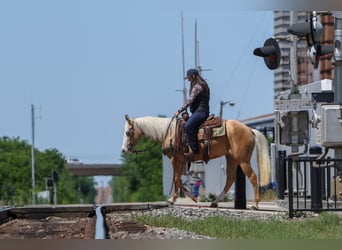 American Quarter Horse, Klacz, 4 lat, Izabelowata