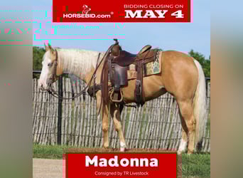 American Quarter Horse, Klacz, 4 lat, Izabelowata