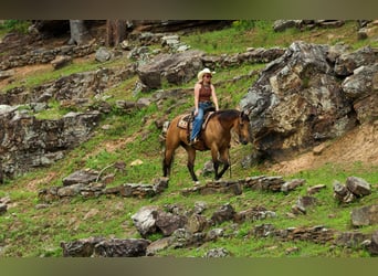 American Quarter Horse, Klacz, 4 lat, Jelenia