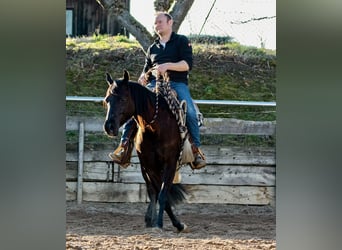 American Quarter Horse, Klacz, 4 lat, Kara