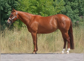 American Quarter Horse, Klacz, 4 lat, Kasztanowata