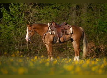 American Quarter Horse, Klacz, 4 lat, Kasztanowatodereszowata