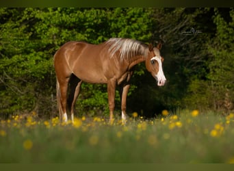 American Quarter Horse, Klacz, 4 lat, Kasztanowatodereszowata