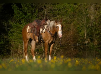 American Quarter Horse, Klacz, 4 lat, Kasztanowatodereszowata