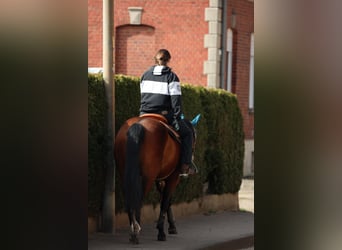 American Quarter Horse, Klacz, 4 lat