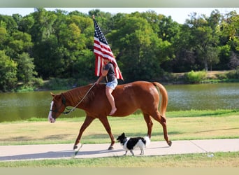 American Quarter Horse, Klacz, 5 lat, 142 cm, Cisawa
