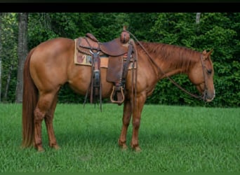 American Quarter Horse, Klacz, 5 lat, 142 cm, Cisawa