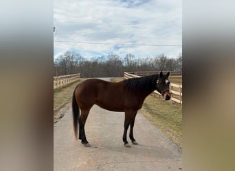 American Quarter Horse, Klacz, 5 lat, 142 cm, Gniada