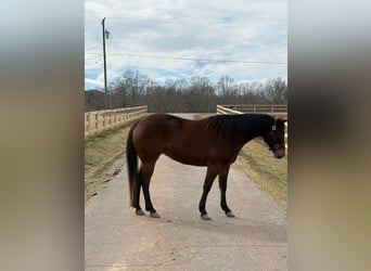 American Quarter Horse, Klacz, 5 lat, 142 cm, Gniada