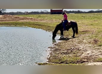 American Quarter Horse, Klacz, 5 lat, 142 cm, Karodereszowata