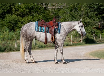 American Quarter Horse, Klacz, 5 lat, 142 cm, Siwa