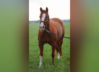 American Quarter Horse, Klacz, 5 lat, 144 cm, Kasztanowata