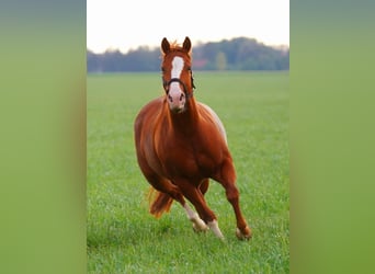 American Quarter Horse, Klacz, 5 lat, 144 cm, Kasztanowata