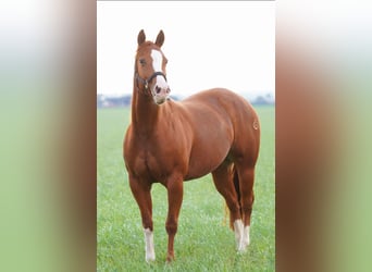 American Quarter Horse, Klacz, 5 lat, 144 cm, Kasztanowata