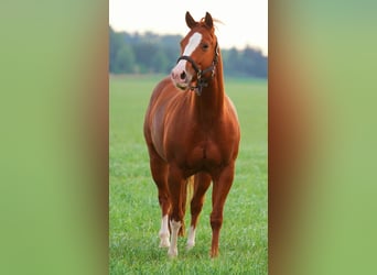 American Quarter Horse, Klacz, 5 lat, 144 cm, Kasztanowata