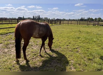 American Quarter Horse, Klacz, 5 lat, 144 cm, Rabicano