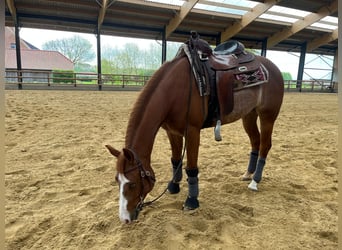 American Quarter Horse, Klacz, 5 lat, 144 cm, Rabicano