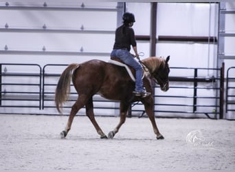 American Quarter Horse, Klacz, 5 lat, 145 cm, Cisawa