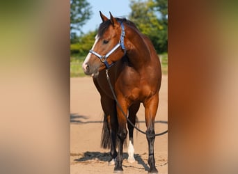 American Quarter Horse, Klacz, 5 lat, 145 cm, Gniada