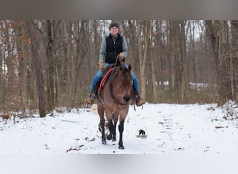 American Quarter Horse, Klacz, 5 lat, 145 cm, Gniadodereszowata