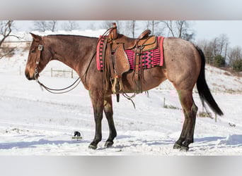 American Quarter Horse, Klacz, 5 lat, 145 cm, Gniadodereszowata