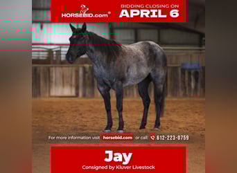 American Quarter Horse, Klacz, 5 lat, 145 cm, Karodereszowata