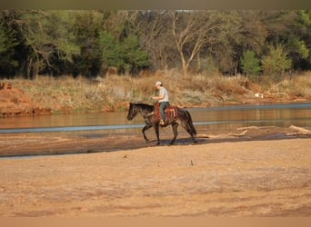American Quarter Horse, Klacz, 5 lat, 145 cm, Karodereszowata