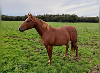 American Quarter Horse, Klacz, 5 lat, 145 cm, Kasztanowata