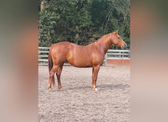 American Quarter Horse, Klacz, 5 lat, 145 cm, Kasztanowata