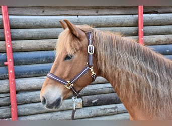 American Quarter Horse, Klacz, 5 lat, 145 cm, Kasztanowata