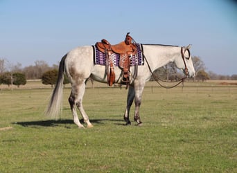American Quarter Horse, Klacz, 5 lat, 145 cm, Siwa