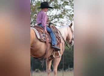 American Quarter Horse, Klacz, 5 lat, 147 cm, Izabelowata