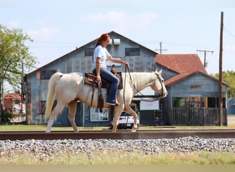 American Quarter Horse, Klacz, 5 lat, 147 cm, Izabelowata