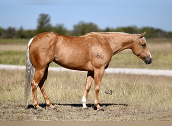 American Quarter Horse, Klacz, 5 lat, 147 cm, Izabelowata