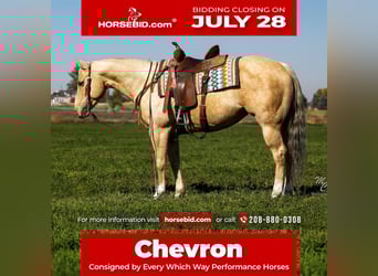 American Quarter Horse, Klacz, 5 lat, 147 cm, Izabelowata
